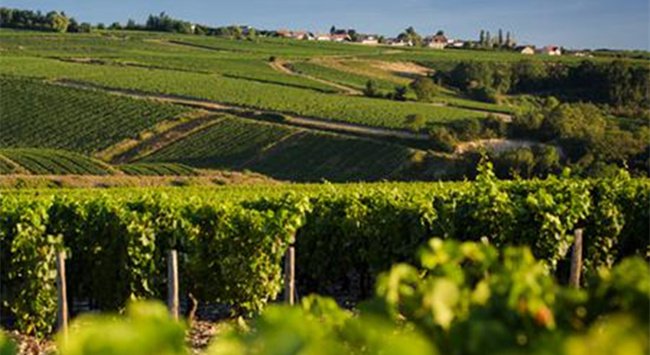 夏布利葡萄酒產區(qū)